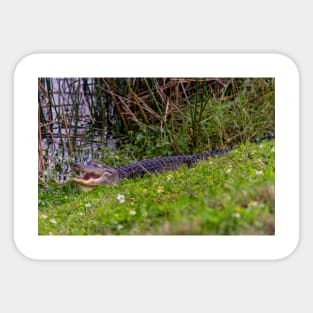 Alligator at Viera Wetlands Florida Sticker